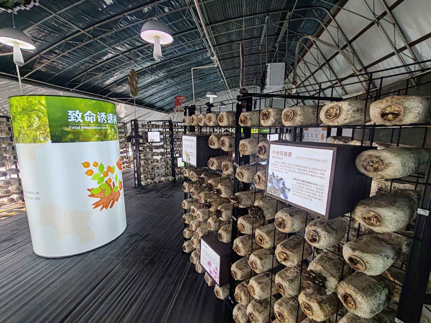 07 เยี่ยมชมฟาร์มเห็ด 0