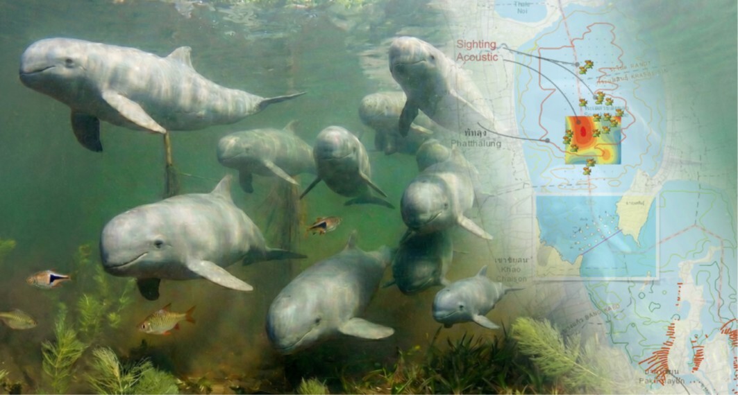  9. โลมาอิรวดี