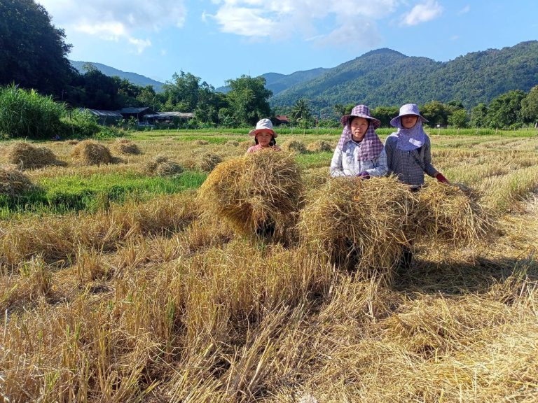 16 เพิ่มมูลค่าวัสดุเหลือทิ้งการเกษตร ลดการเ