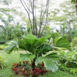 วว. จับมือ วช. ขับเคลื่อนโครงการปลูกไม้ดอกไม้ประดับเพื่อสร้า ... Image 3