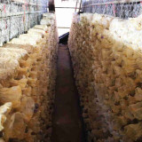 ไบโอเทค สวทช. นำทัพนักวิชาการลงพื้นที่แขวงสะหวันนะเขต สปป.ลา ... พารามิเตอร์รูปภาพ 1